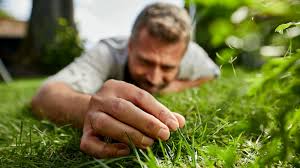 Découvrez nos 6 astuces pour une pelouse en bonne santé